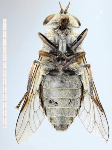 Réf. 305 267 : Hybomitra bimaculata